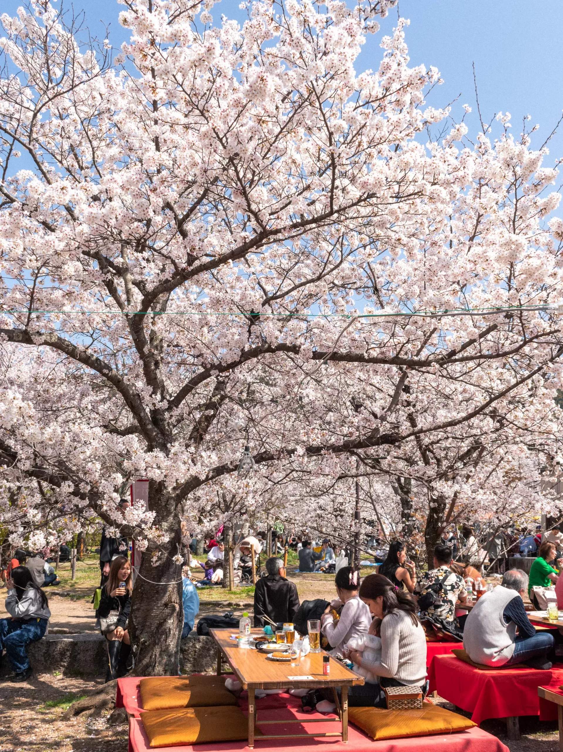 🏞️ 거석 공원 (쿄세키 파크) 이미지 9